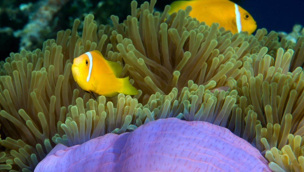 underwater-clownfish-sea-anemone