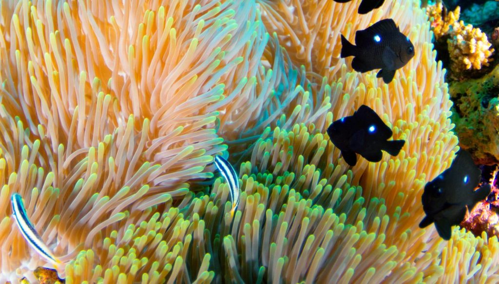 马尔代夫阿玛瑞豪沃达度假酒店珊瑚礁