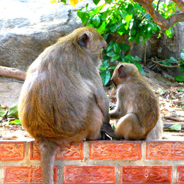top 5 things to do in hua hin - chill with monkeys