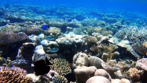 House Reef