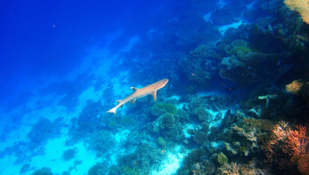 underwater-shark